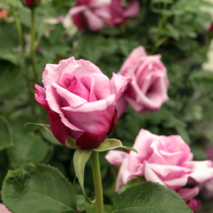 Лилово-розовая - Чайно-гибридные розы